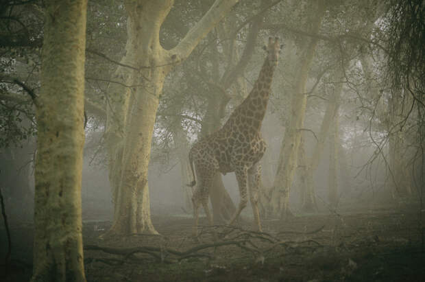 Жираф, идущий в туманном лесу.
