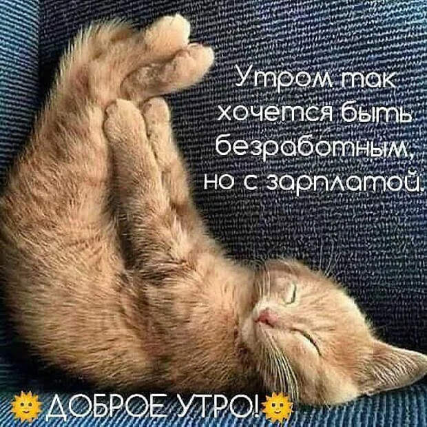 Веселые картинки про котофеев