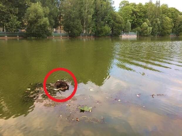 Петербуржцев шокировали мертвые утки в грязном пруду Таврического сада: опубликованы фото