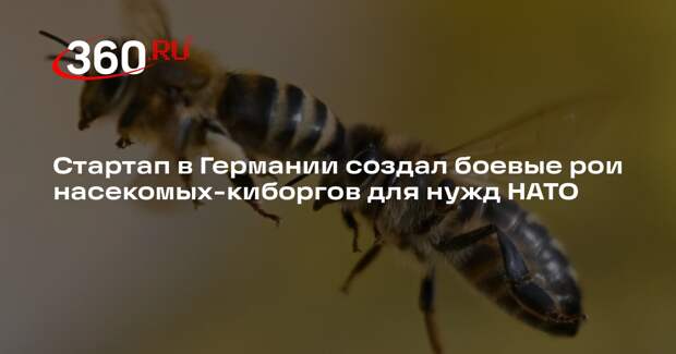 Стартап в Германии создал боевые рои насекомых-киборгов для нужд НАТО