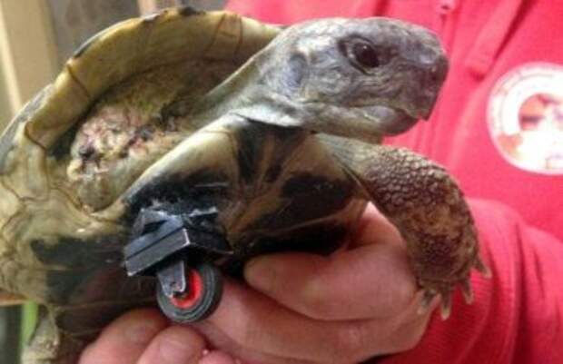 Ветеринария: безлапую черепаху снабдили протезом из Lego