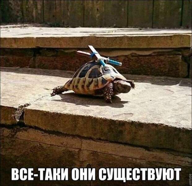 Они существуют... Они существуют...