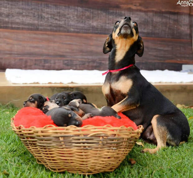 Позитивная фотосессия обаятельной собаки-мамы