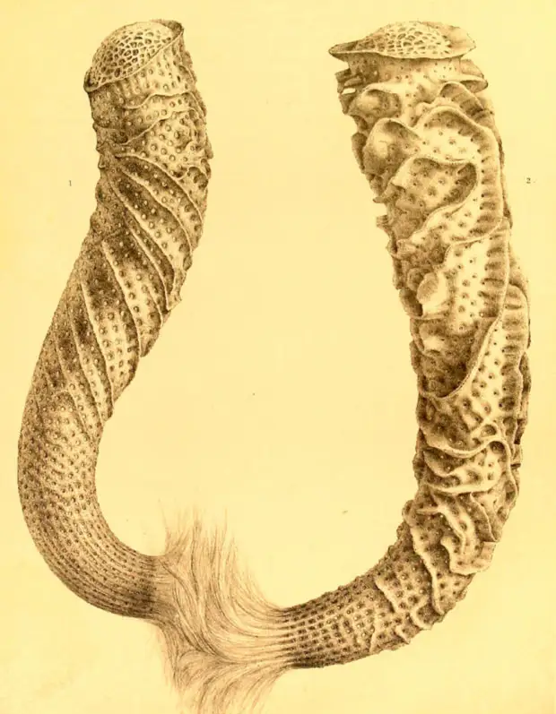 В потоке. Как губка проживает на дне океана