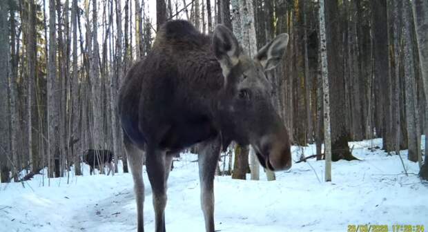В заповеднике «Калужские засеки» фотоловушка засняла прогулку лосей