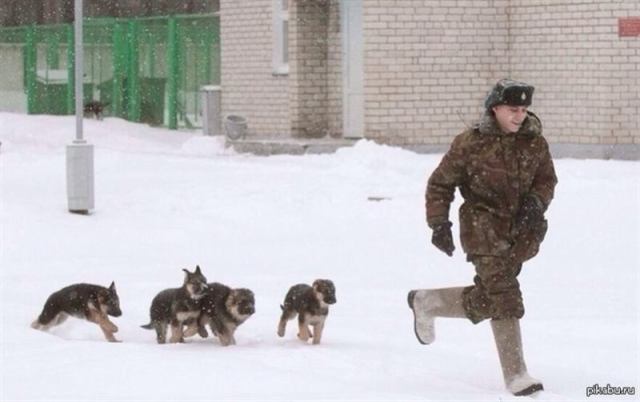 Фотографии о трудностях жизни с немецкой овчаркой