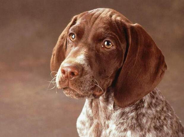 Собака немецкий курцхаар, фото, описание породы, какой характер