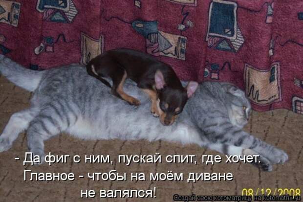 Лучшие котоматрицы недели Лучшие котоматрицы недели