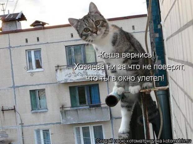 Котоматрицы (картинки с надписями)