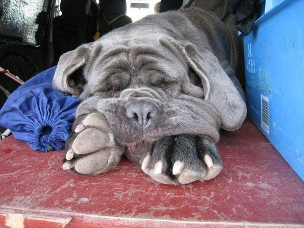 17 потрясающе милых собачек в морщинках