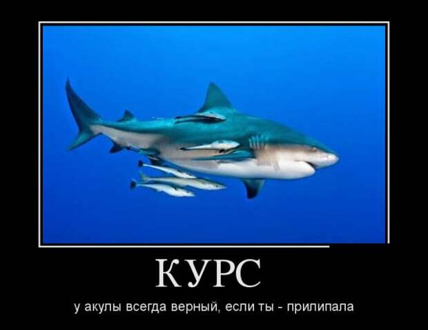 Демотиваторы (30 фото)