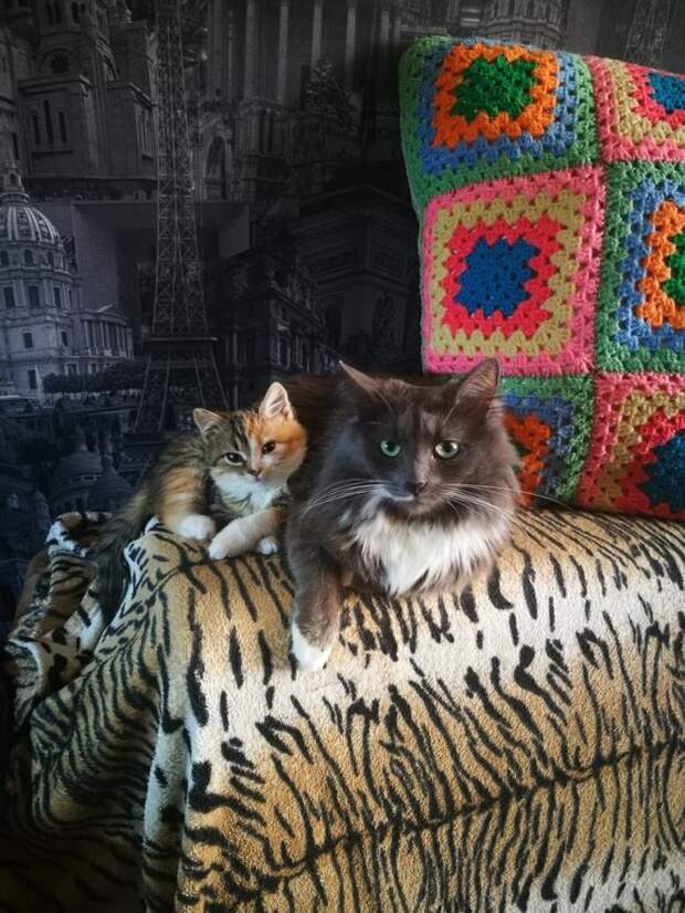 котенок и кошка