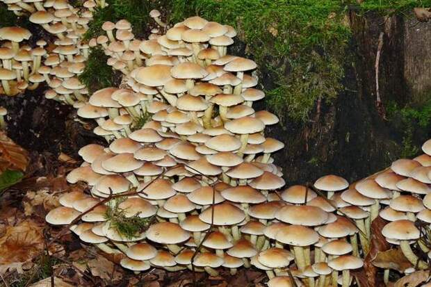 Самый большой живой организм в мире - это гриб. Он занимает площадь более 900 гектаров и продолжает расти.