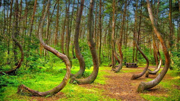 Кривой лес Польша. Топ 10 самых красивых лесов на планете. Фото с сайта NewPix.ru