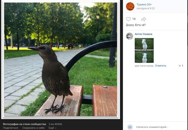 Фото дня: Птицы начали позировать фотографам в Южном Тушине