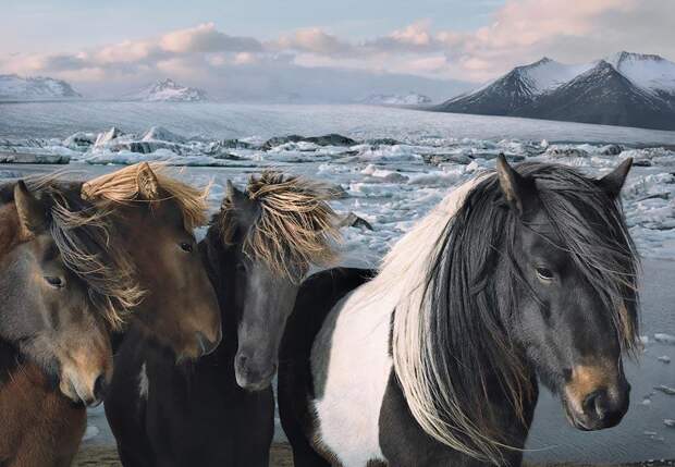 Грация прекрасных лошадей в фотопроекте Equus
