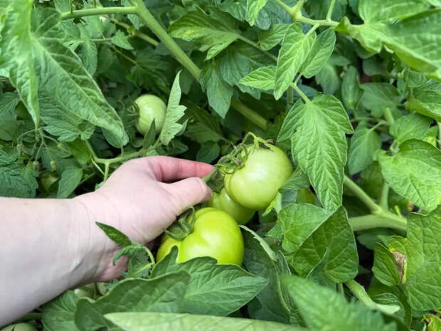 Рассада плачет от счастья: кладу в лунку 1 ложку этой кухонной отравы — и кусты заваливают мясистыми томатами