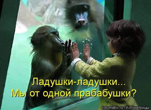 Котоматрицы (картинки с подписями)