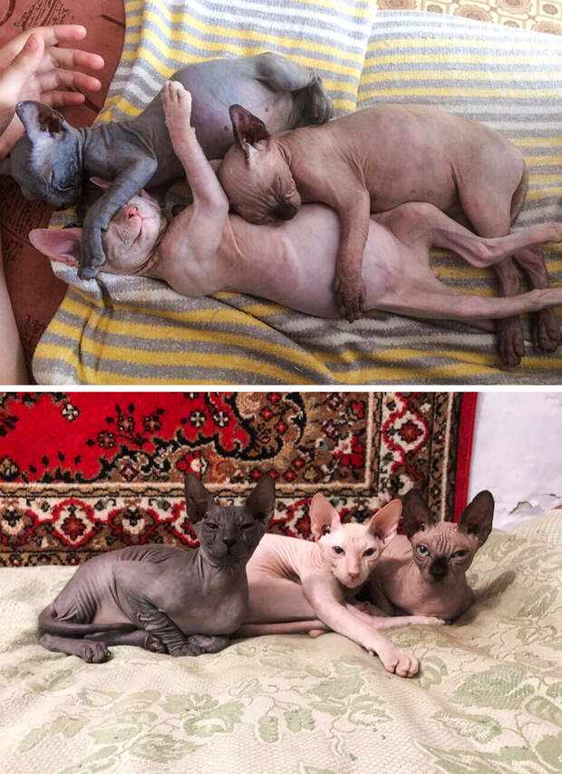 20+ проникновенных фото, которые показывают, как быстро растут наши питомцы