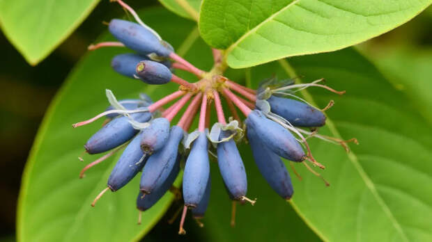 Жимолости до 30 апреля — успевай спасти урожай: 3 ведра под куст, а в июне тазиками выносим