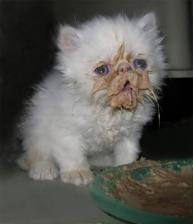 Милые испачканные едой мордочки котят и котиков