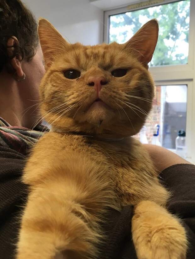 Грустный кот Котика гладят