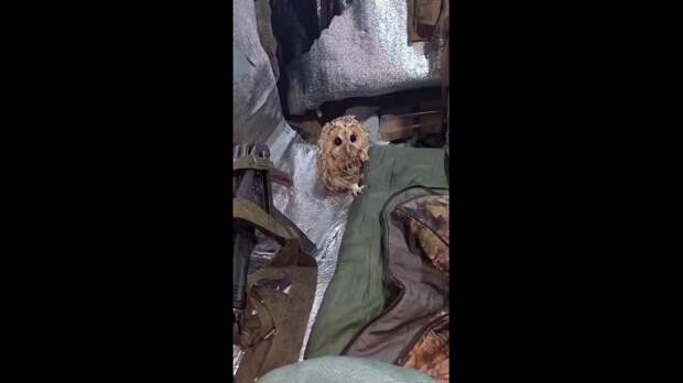 Video: Клип @donetskdnr_vk