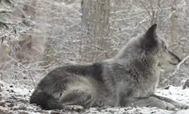 Волк перед камерой в лесу подал голос и на его зов откликнулось 50 волков: видео