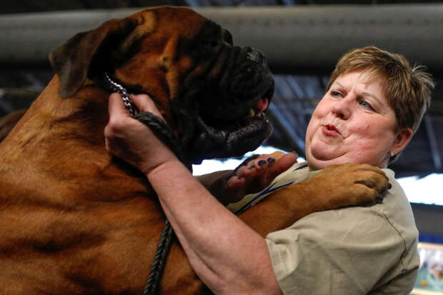 Выставка собак Westminster Kennel Club 2019