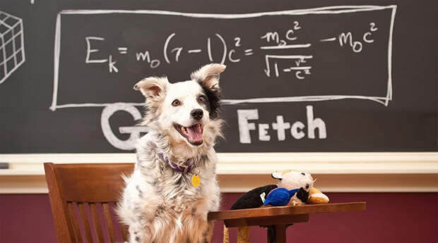Чейзер. История самой умной собаки в мире