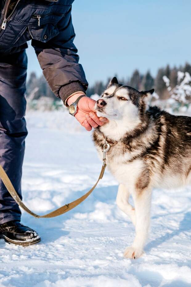 Замерзшая хаски 3 дня пролежала под балконом без движения Замерзшая хаски 3 дня пролежала под балконом без движения балкон, история, собака, хаски