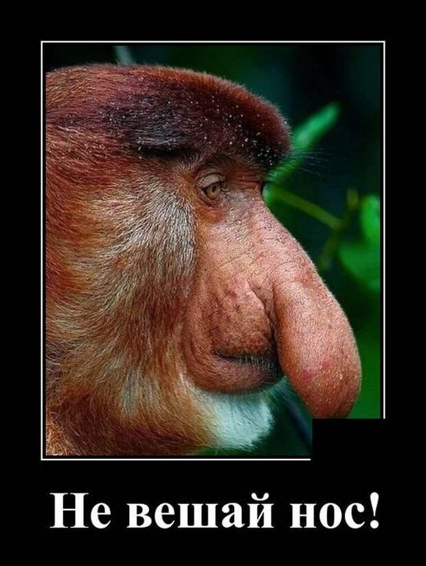 demotivatory-demotivator-smeshnye-demotivatory-demotivator-so-smyslom