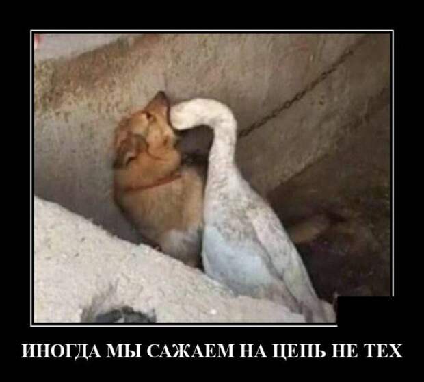 Демотиватор про цепь