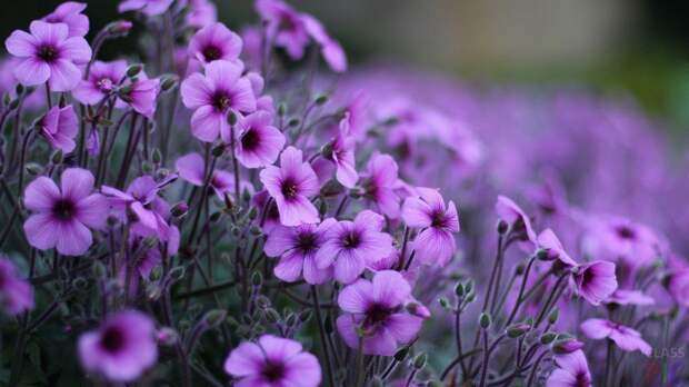 Многолетние фиолетовые цветы