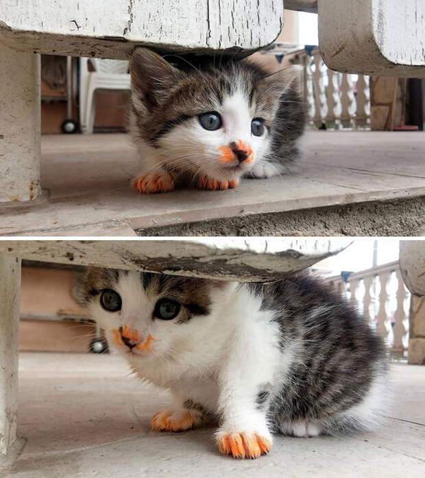 Милые испачканные едой мордочки котят и котиков