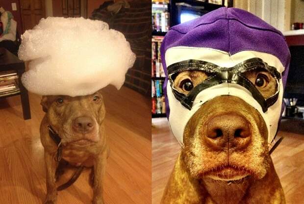 Собачья жизнь: питбуль Скаут носит на голове всякую всячину
