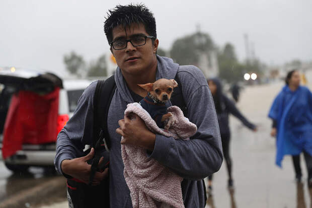 Спасение собак от урагана «Харви»Спасение собак от урагана «Харви»