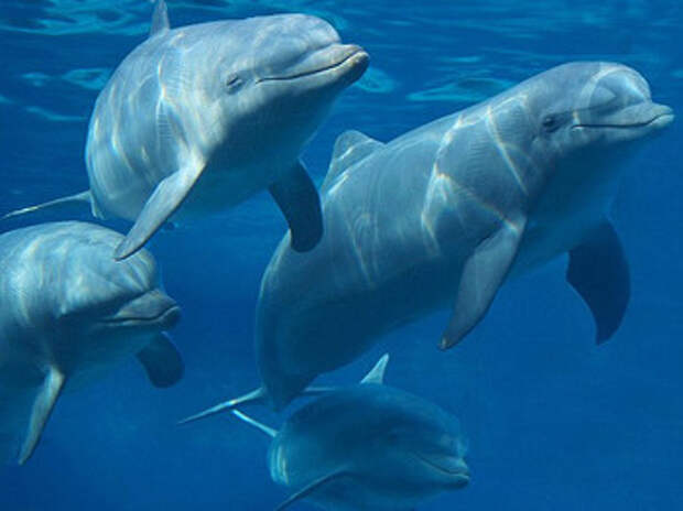 Дельфины протянули руку (плавник?) помощи маленькой группе рыбаков в Бразилии, поработав...