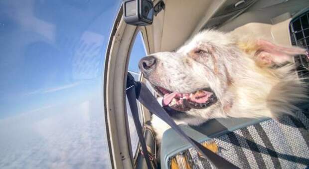 собака на борту самолета