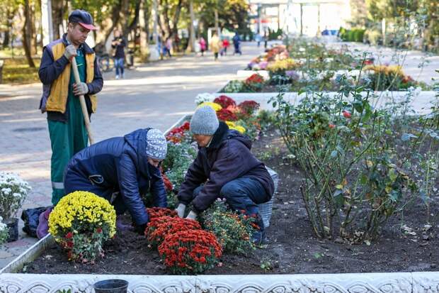 В Детском парке Симферополя высадили 300 кустов хризантем