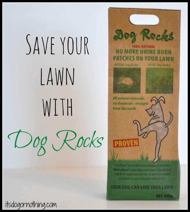 Dog Rocks