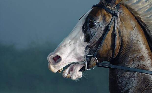 Грация прекрасных лошадей в фотопроекте Equus