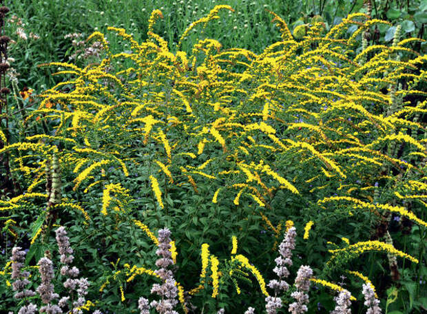 Золотарник канадский (Solidago canadensis)