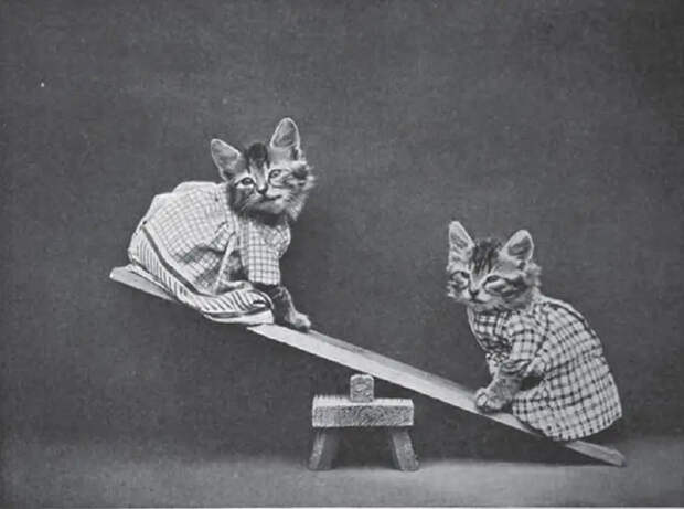 LOLCats19