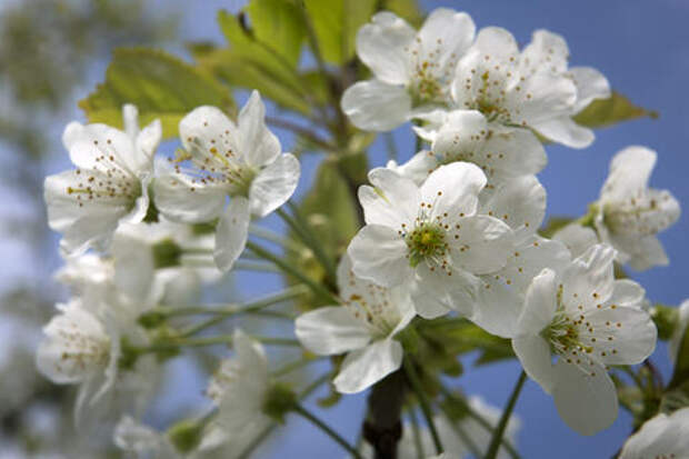 Весна на Кубани: красота, благоухание цветения и коварство аллергии