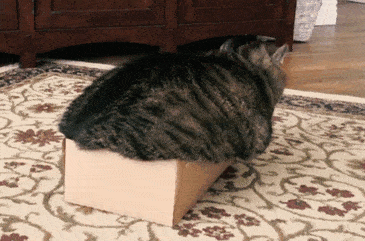 14+ снимков, которые докажут, что коты — это жидкость