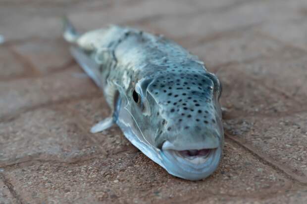 Способный перекусить металл ядовитый иглобрюх напугал рыбаков