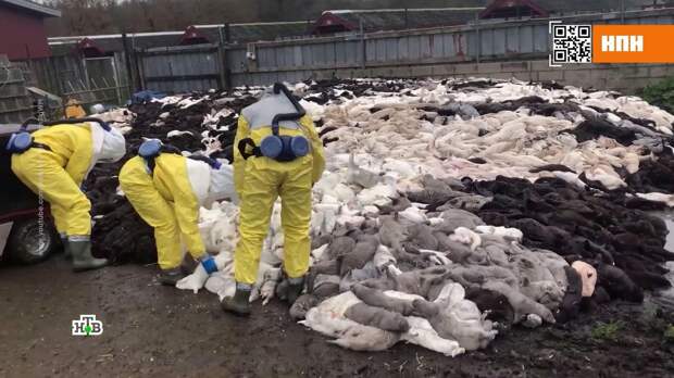 Убийство норок в Дании создало дефицит шкур в мире