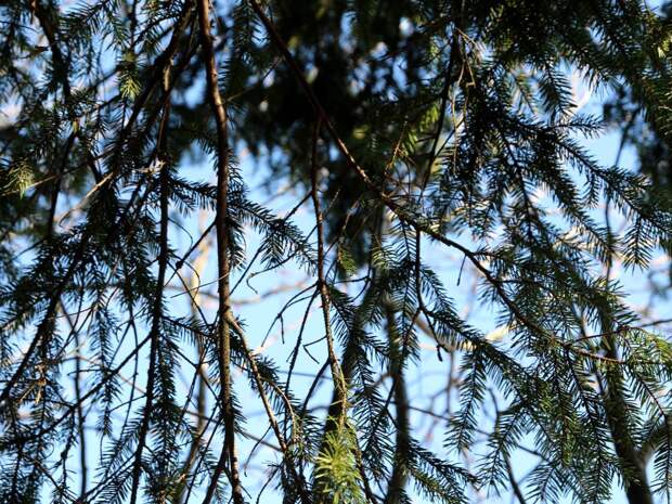 Изменения погоды в Тюмени: ожидается резкое похолодание