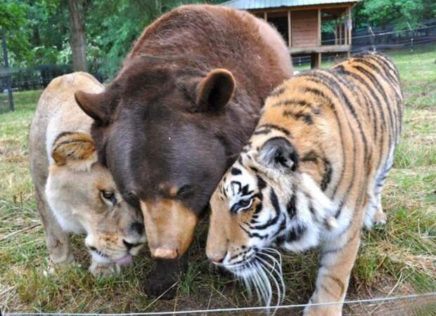 Тигр, лев и медведь дружили на протяжении 15 лет. Их объединяли жуткие воспоминания о прошлом